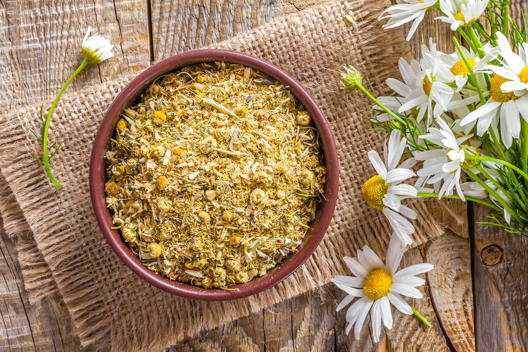 The Calming Benefits Of Chamomile Tea Aromas Coffee Roasters