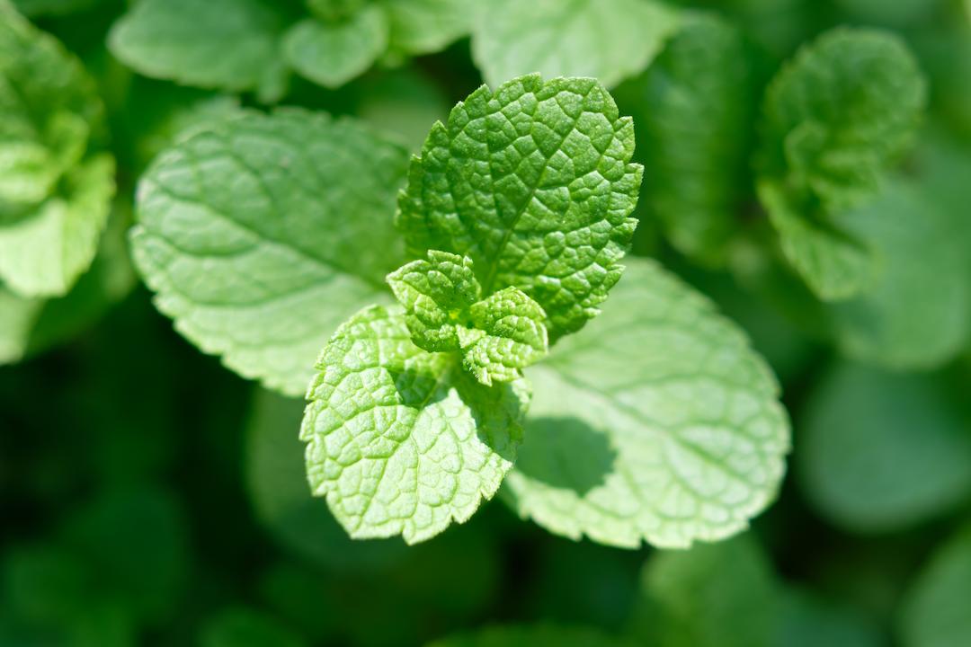 Fresh peppermint leaves before being dried for peppermint tea 